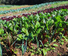 Com milhares de produtores certificados, Paraná aposta no cultivo de orgânicos