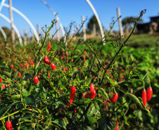 Com milhares de produtores certificados, Paraná aposta no cultivo de orgânicos