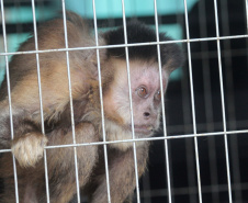 Morre macaco-prego que motivou iniciativas pró-fauna do Governo do Estado