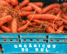 Com milhares de produtores certificados, Paraná aposta no cultivo de orgânicos