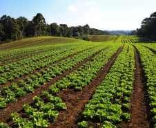 Com milhares de produtores certificados, Paraná aposta no cultivo de orgânicos