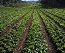 Com milhares de produtores certificados, Paraná aposta no cultivo de orgânicos