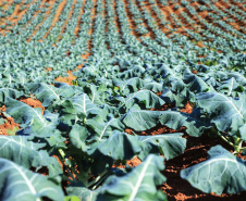 Com milhares de produtores certificados, Paraná aposta no cultivo de orgânicos