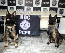 Ações com cães da Polícia Civil apreenderam 7,8 toneladas de drogas em 2021