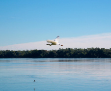 Rio Paraná- Porto Rico