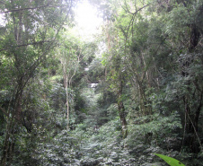 Governo do Paraná destaca papel das RPPNs na conservação da biodiversidade