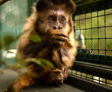 Morre macaco-prego que motivou iniciativas pró-fauna do Governo do Estado