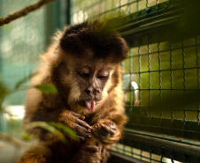 Morre macaco-prego que motivou iniciativas pró-fauna do Governo do Estado