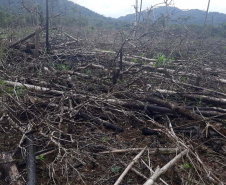 Homem é preso pela Polícia Ambiental por desmatamento ilegal de sete hectares em Antonina, no Litoral do estado