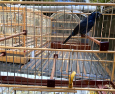 IAT e Polícia Ambiental resgatam 60 aves nativas em Pato Branco