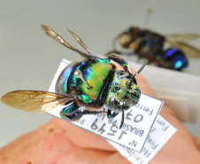 Pesquisadores monitoram populações e espécies de abelhas na Mata dos Godoy e cafeeiros da região