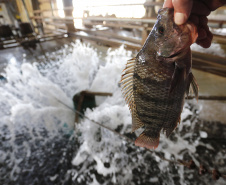 Paraná produziu 9,3% a mais de peixes em 2021 confirmando liderança nacional