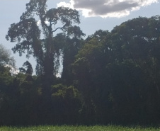 Governo do Paraná registra mais uma Reserva Particular do Patrimônio Natural no Norte do Estado