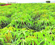 IDR-Paraná lança cinco cultivares no Show Rural