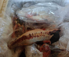 Cumprimento a denúncia sobre comercialização ilegal de peixes nativos - Curitiba, 17/02/2022