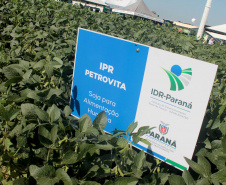 IDR-Paraná apresenta cultivares de mandioca, soja e maracujá ao setor produtivo - 