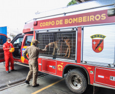 Governo do Paraná envia 10 bombeiros e quatro cães para buscas a desaparecidos em Petrópolis