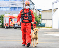 Governo do Paraná envia 10 bombeiros e quatro cães para buscas a desaparecidos em Petrópolis