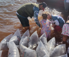 Em apoio a Desafio de Pesca, Governo promove soltura de 105 mil peixes nativos no Rio Paraná