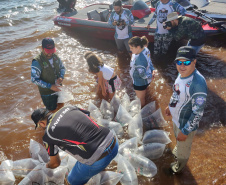 Em apoio a Desafio de Pesca, Governo promove soltura de 105 mil peixes nativos no Rio Paraná