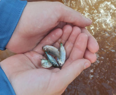 Em apoio a Desafio de Pesca, Governo promove soltura de 105 mil peixes nativos no Rio Paraná