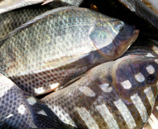 Paraná produziu 9,3% a mais de peixes em 2021 confirmando liderança nacional