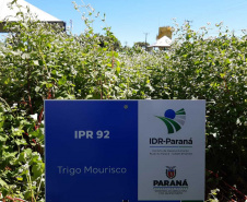 Manejo do solo é atração do IDR-Paraná no Show Rural