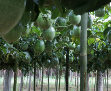 IDR-Paraná lança cultivar de maracujá no Show Rural