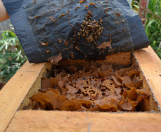 Últimos dias para inscrições em concurso de méis de abelhas sem ferrão do Paraná