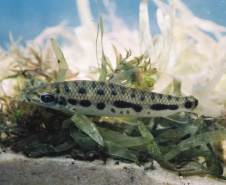 Pesquisadores do LIC investigam duas novas espécies de peixes fluviais
