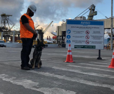 Portos do Paraná reforçam segurança com inspeções com cães de faro