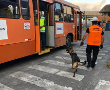 Portos do Paraná reforçam segurança com inspeções com cães de faro