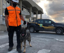 Portos do Paraná reforçam segurança com inspeções com cães de faro