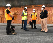 Portos do Paraná reforçam segurança com inspeções com cães de faro