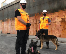 Portos do Paraná reforçam segurança com inspeções com cães de faro