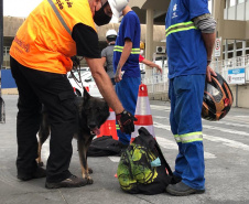 Portos do Paraná reforçam segurança com inspeções com cães de faro