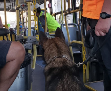 Portos do Paraná reforçam segurança com inspeções com cães de faro