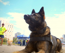 Cães policiais da Polícia Civil interagem com a sociedade no Litoral
