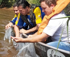  Rio Xambrê é repovoado com 50 mil peixes juvenis nativos