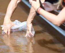  Rio Xambrê é repovoado com 50 mil peixes juvenis nativos