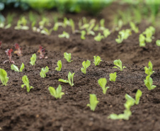 Projeto estuda uso de nanobiopesticidas como alternativa para proteção do ambiente