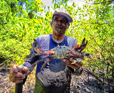  Captura de caranguejo-uçá volta a ser proibida no Paraná