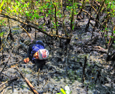  Captura de caranguejo-uçá volta a ser proibida no Paraná