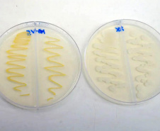 Projeto usa bactérias em mudas de árvores neotropicais para aumentar resistência à seca