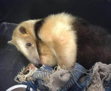 Governo do Paraná torna permanente o curso para voluntariado no cuidado de animais silvestres  - cURITIBA, 21/03/2022