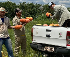 Experimento no Oeste apresenta resultados 50% acima da média em produção de abóboras e contribui para a segurança alimentar da região