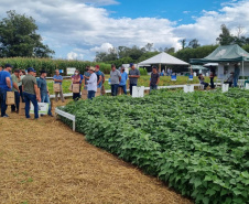 IDR-Paraná apresenta alternativas para uma agricultura mais sustentável e lucrativa nas culturas de feijão e milho