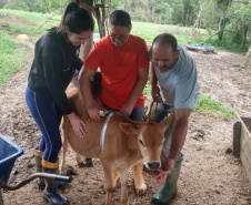 Dieta balanceada aumenta produção e diminui despesas com alimentação do gado leiteiro