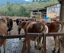 Dieta balanceada aumenta produção e diminui despesas com alimentação do gado leiteiro