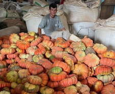 Experimento no Oeste apresenta resultados 50% acima da média em produção de abóboras e contribui para a segurança alimentar da região